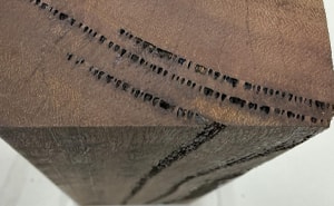 何度も山火事を受けて成長するユーカリ材の年輪には樹皮が焼け焦げた炭化層が見られる。